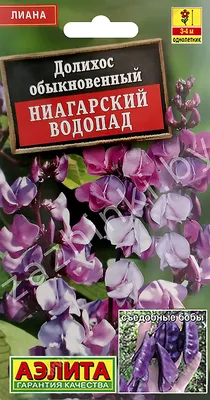 ✿ Долихос Сиреневый каскад 7 шт цв/п купить за 21 руб, доставка почтой,  оплата при получении