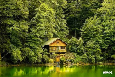 Как построить дом в лесу - Недвижимость - Журнал Домклик