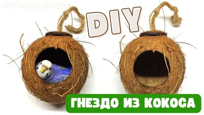 DIY Гнездо из кокоса своими руками / Идеи поделок из кокоса / Coconut Shell  Craft Ideas - YouTube