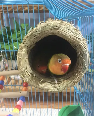 Гнездо для попугаев неразлучников своими руками - картинки и фото poknok.art