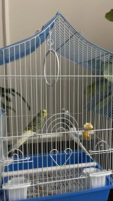 Как построить домик для попугаев и птиц в майнкрафте - YouTube