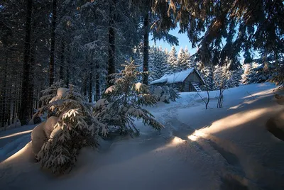 Одинокий домик в зимнему лесу — Фото №1432690