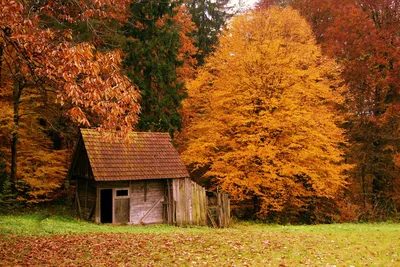 Фото Дом в осеннем лесу