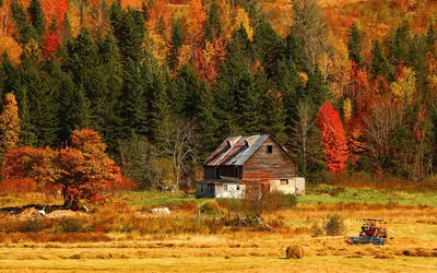 Домик в осеннем лесу фотография Stock | Adobe Stock