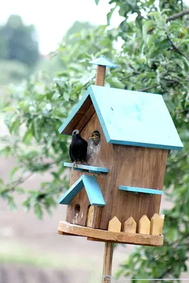 Лучший способ привлечь на свой участок птиц — соорудить для них домики
