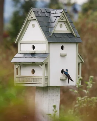 Домик для птиц :: ФотоЛюбка * – Социальная сеть ФотоКто