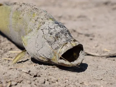 РЫБА ВЯЛЕНАЯ (СУХАЯ) ДОНСКАЯ🐟 (@donskoi_gostinets) • Instagram photos and  videos