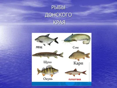 Рыба моей мечты: как выбрать самых вкусных донских «королей» на  волгоградских рынках - 11 октября 2018 - v1.ru