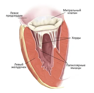 Дополнительная хорда в сердце у плода | 3 скрининг - YouTube