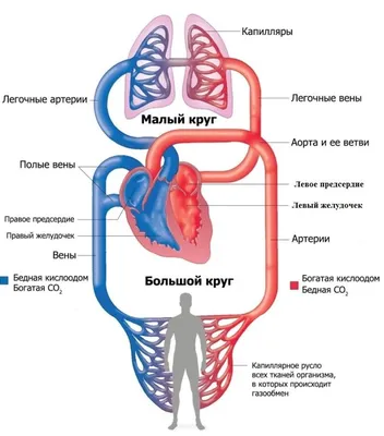 Анатомия сердца | Пикабу