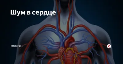 Приобретенные пороки сердца. Частые ошибки в диагностике | Консультация  аритмолога в Минске DOKTORA.BY