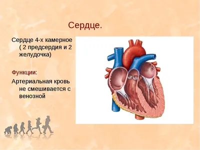 Шумы сердца у детей и тонкости ультразвуковой диагностики