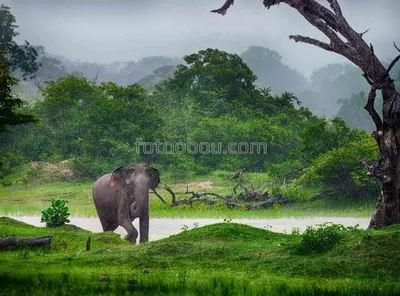 Сувенир \"Довольный слон с хоботом\" | AliExpress
