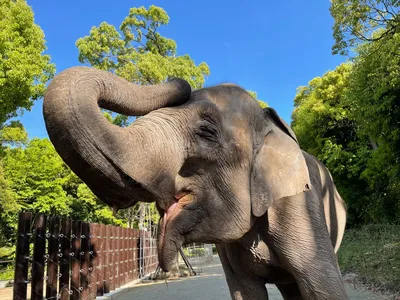 Довольный слон - 65 фото