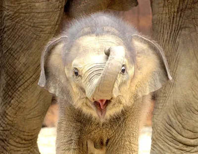 Борнейский слон: «Крошечные» островные слоны весом всего 500 кг. Эти редкие  звери хранят великую тайну своего прошлого | Книга животных | Дзен