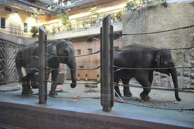 Слонов покормили, теперь сами довольные как слоны!❤️😅💋Артур в шоке 😨 что  за здоровое движущее существо 😅😅😂 #слон #природа #животные | Instagram