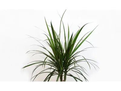 Драцена маргината - Dracaena marginata. Уход за драценой маргината,  выращивание