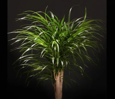 Драцена Анита (Dracaena Anita) купить в СПб в интернет – магазине