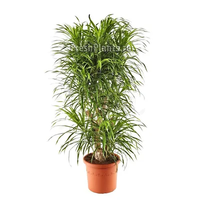 Драцена Анита разветвленная Dracaena Anita branched 100/27 — цена в LETTO