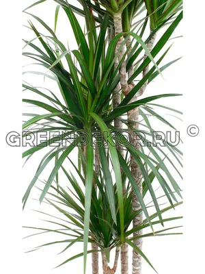 Драцена Джейд Джевел разветвленная Dracaena Jade Jewel branched 100/27 —  цена в LETTO