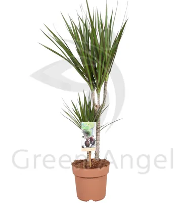 Драцена Голден Драгон Dracaena Golden Dragon 90-60-30-15 160/24 — цена в  LETTO