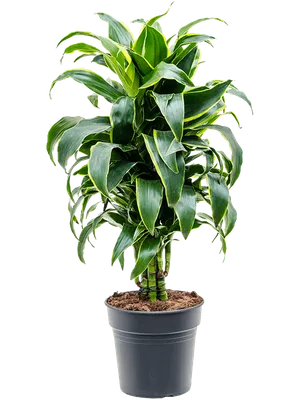 Драцена (Dracaena) - хорошее растение для озеленения