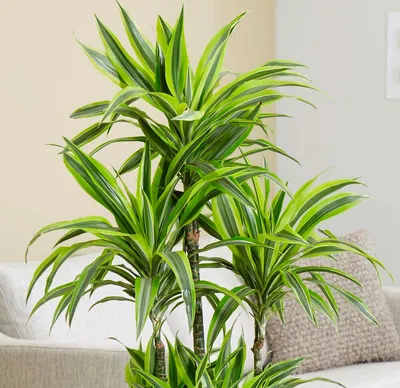 Драцена душистая (Dracaena fragrans): 700 грн. - Комнатные растения  Великодолинское на Olx