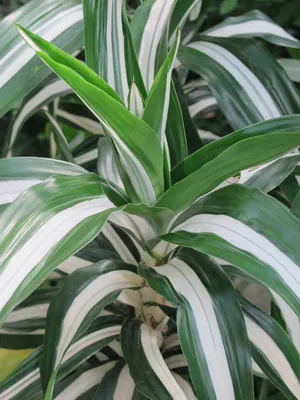 Коллекционный объект БСИ ДВО РАН: Dracaena fragrans (Драцена душистая  'Баузи')(Сорт:Bausei)