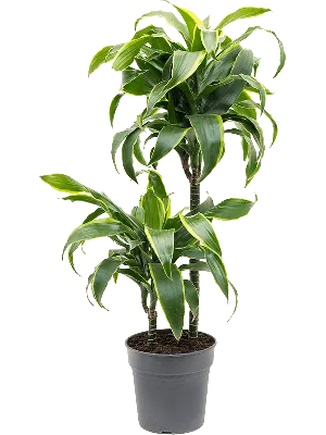 Растение ⌀ 5 Dracaena FRAGRANS compacta (Драцена): купить c доставкой  почтой 🌸 Адениум дома