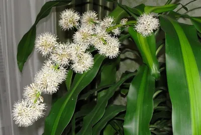 Драцена душистая (Dracaena fragrans)- потрясающая красавица: 200 грн. -  Комнатные растения Одесса на Olx