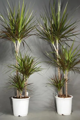 https://stavropol.leroymerlin.ru/product/dracena-dushistaya-yelou-kost-11x40-sm-82404926/