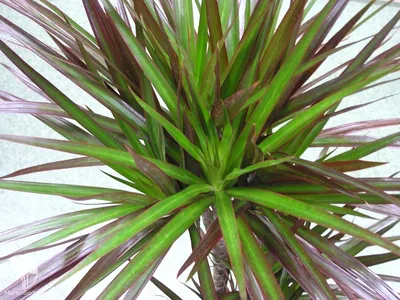 Драцена Фрагранс Варнески (Dracaena Fragrans Warneckii) Р12 — Питомник  Летний сад