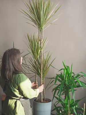 Драцена Dracaena купить с доставкой, лучшие цены в харьковском  интернет-магазине цветочный стиль, купить цветы харьков