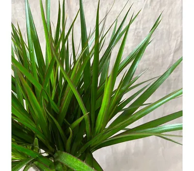 Каталог Драцена Варнески (Dracaena Warneckii) Р356 от магазина daflor