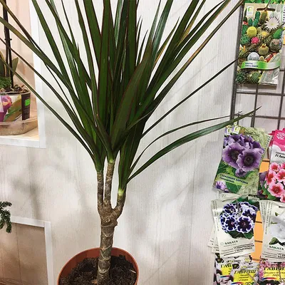 Драцена Фрагранс Драгон (Dracaena Fragrans Dragon)