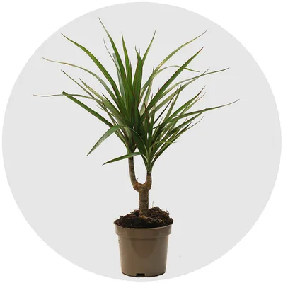 Драцена (Dracaena)