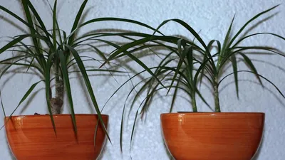 Dracena (Corn Plant) – House of Flowers