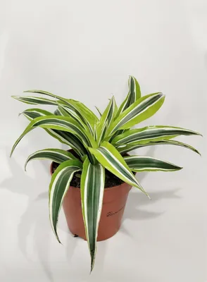 Драцена Фрагранс Драгон (Dracaena Fragrans Dragon)