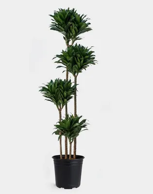 https://leroymerlin.ru/product/dracena-marginata-11x40-sm-14750460/