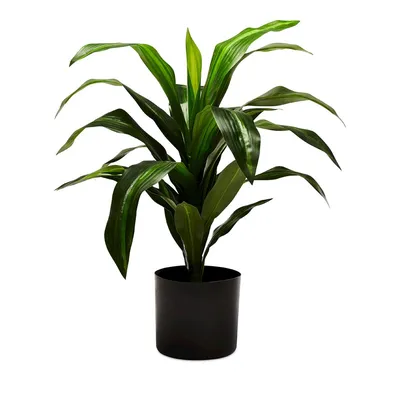 Dracena Compacta Cane 10\" — Thriving Botanicals