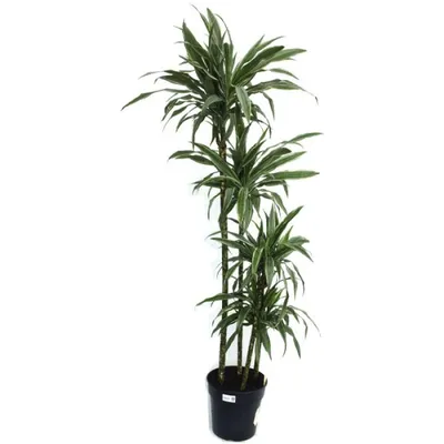 Home Republic - Dracena