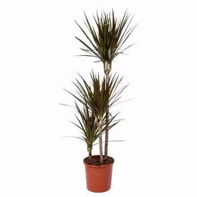 Potted Dracena Plant