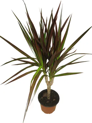 Dracaena marginata 'Magenta' уход (почву, удобрение, обрезка) - PictureThis