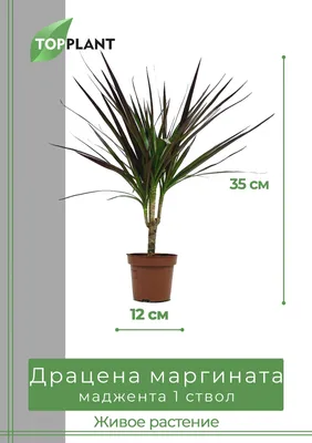 Драцена Маргината Маджента 3 ст ⌀21 120 см купить в Москве с доставкой |  Магазин растений Bloom Story (Блум Стори)