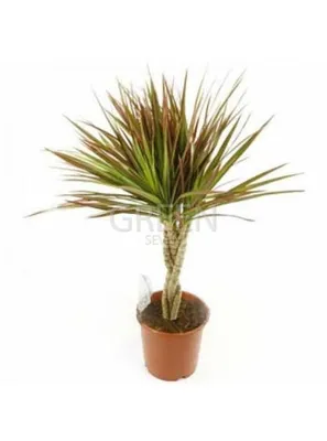 Комнатные растения Topplant 1, 12 дм, 1 шт - купить по выгодной цене в  интернет-магазине OZON (898738624)