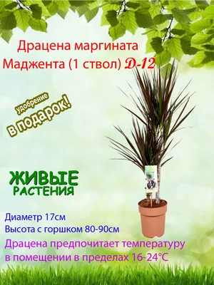 Драцена Маджента 4 стебля крупномер в ассортименте купить по цене 5499 грн  | Украфлора