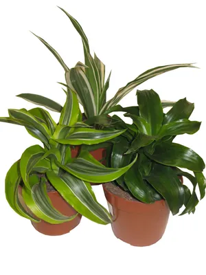 Драцена Мини микс (Dracaena)