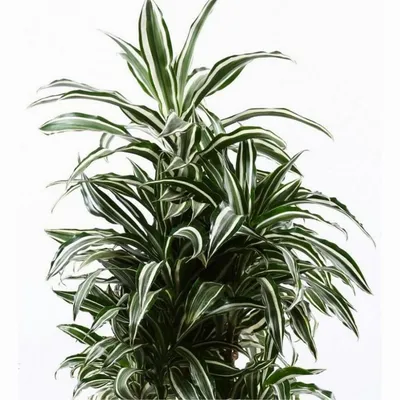 Драцена Мікс / Dracaena mixkar 30 5-6 soorten