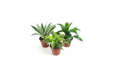 Драцена Мини микс (Dracaena)