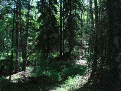 Дремучий лес — Фото №53387
